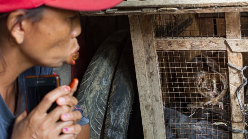 Češi zachraňují ohrožené outloně na Sumatře. Bojují s pašeráky, byrokracií i nepochopením