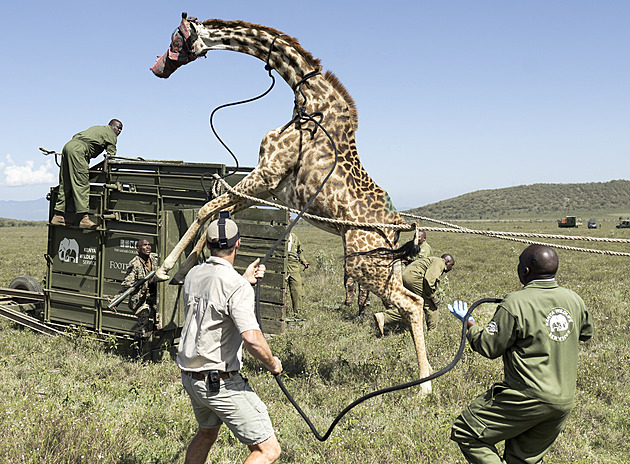 Přelidnění vytlačuje žirafy v Keni z jejich teritoria, ochránci je přesouvají do bezpečí