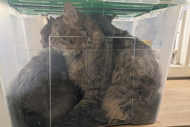 Nacpal do bedny tři kočky a nechal ji ležet u domu, tyrana hledají strážníci