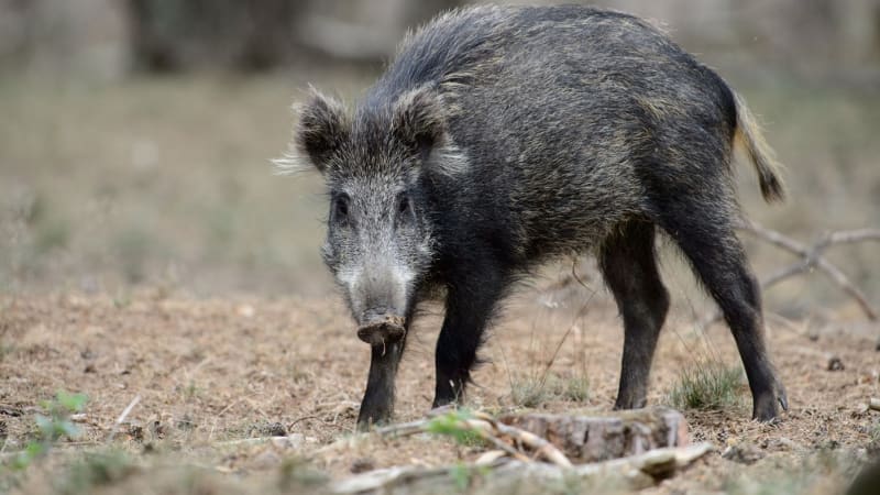 Zastrašování na pražském magistrátu: Poradce dostal kančí hlavu, náměstkyně řekla detaily