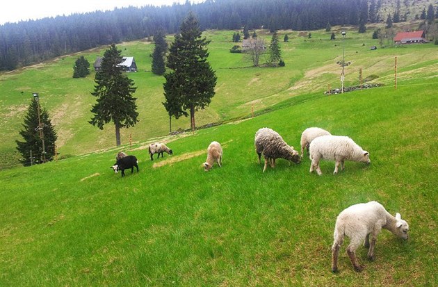 Snaha o zachování krajiny. V Krkonoších lze žádat o příspěvek na ochranu luk