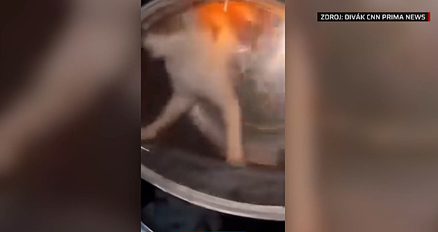 Protočili kočku v sušičce a hodili ji psovi. Žalobkyně zrušila obvinění mladíků