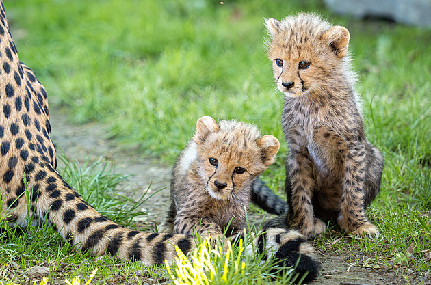 Zoo Olomouc slaví 70 let. Návštěvníky čekají mláďata gepardů i speciální program
